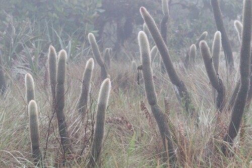 Arthrocereus melanurus, photograph 6