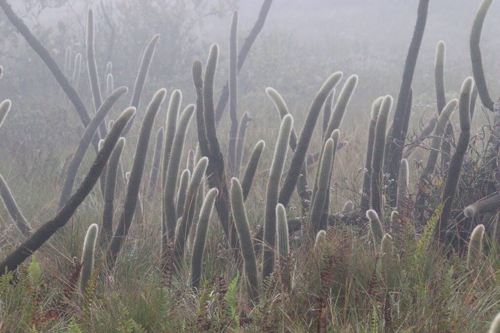 Arthrocereus melanurus; photograph (c) Conrado Pável de Oliveira, some rights reserved (CC BY)