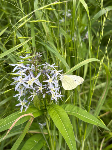 Amsonia tabernaemontana