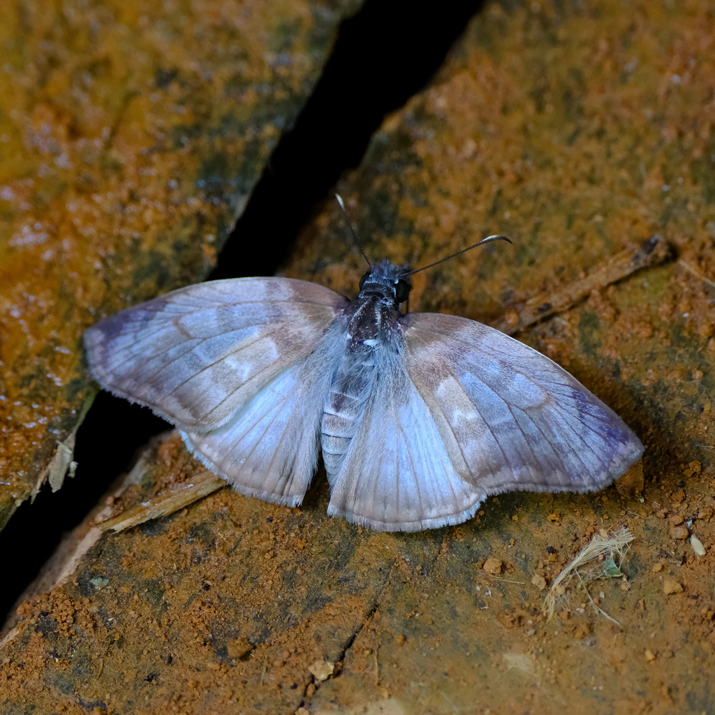 Unadorned Mylon
