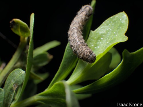iNaturalist observation photo of Owlet Moths and Allies