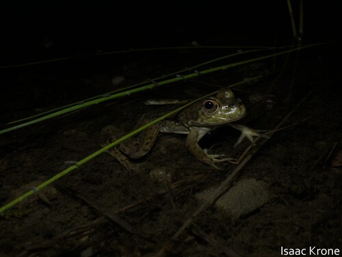 iNaturalist observation photo of American Bullfrog