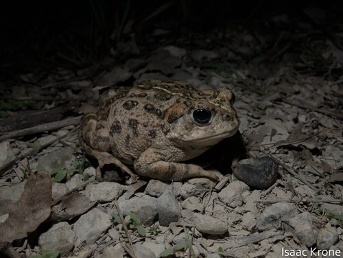 iNaturalist observation photo of Western Toad