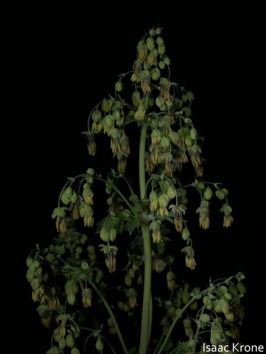 iNaturalist observation photo of meadow-rues