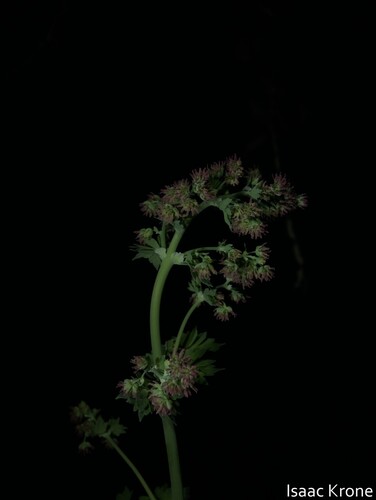 iNaturalist observation photo of meadow-rues