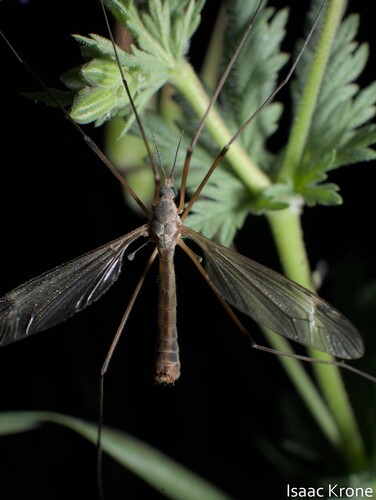 iNaturalist observation photo of Common Crane Flies