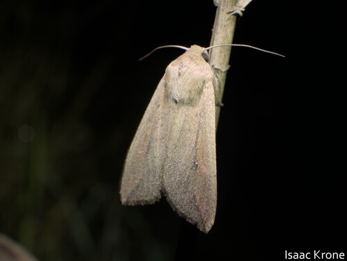 iNaturalist observation photo of Cutworm Moths and Allies
