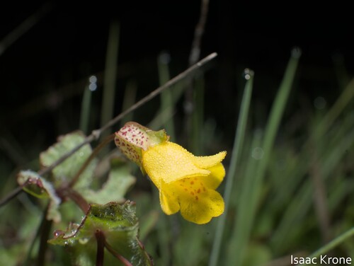 iNaturalist observation photo of monkeyflowers