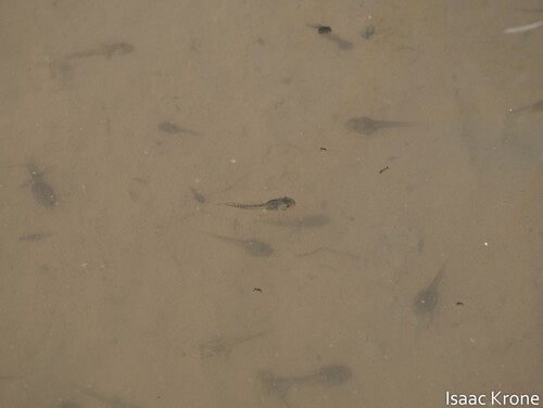 iNaturalist observation photo of Pacific chorus frog