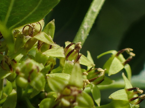 Dygioji šunobelė nuotrauka