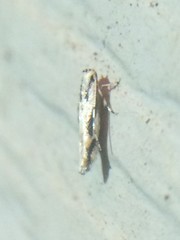 Melanocinclis lineigera