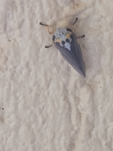 Common Raintree Spittlebug