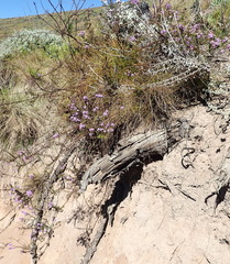 Selago villicaulis