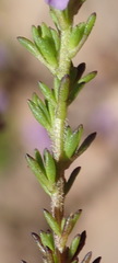 Selago villicaulis