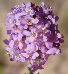 Selago villicaulis