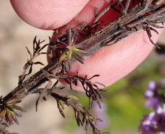 Selago villicaulis
