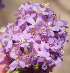 Selago villicaulis