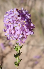 Selago villicaulis