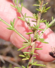 Selago villicaulis
