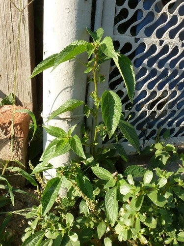 Asian copperleaf (Acalypha australis)