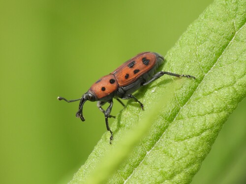 Ironweed Curculio photo 6