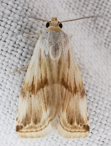 Eublemma ostrina