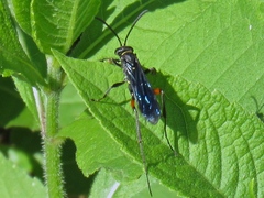 Ceropales bipunctata