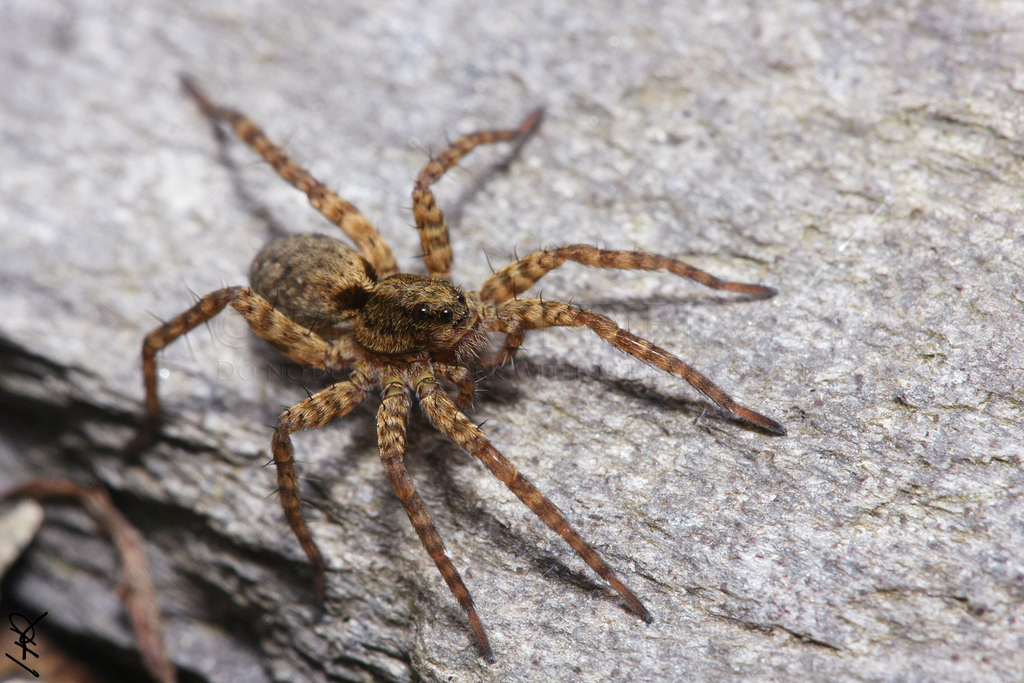 Wolf Spiders (Animal Tracks and Signs by Beartracker Wildlife
