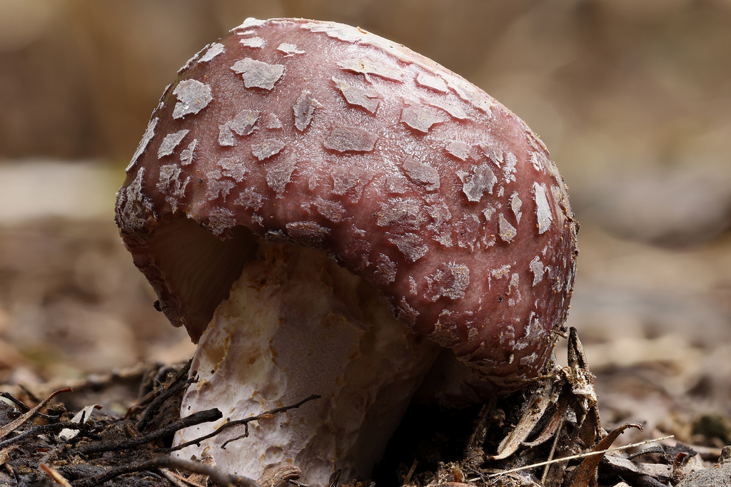 Russula griseoviridis · May 2025 · photo: © mstirling (iNaturalist, cc-by)