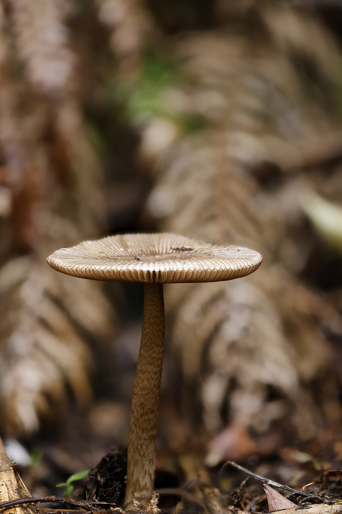 Amanita pekeoides · May 2025 · photo: © mstirling (iNaturalist, cc-by)