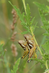 Paraidemona