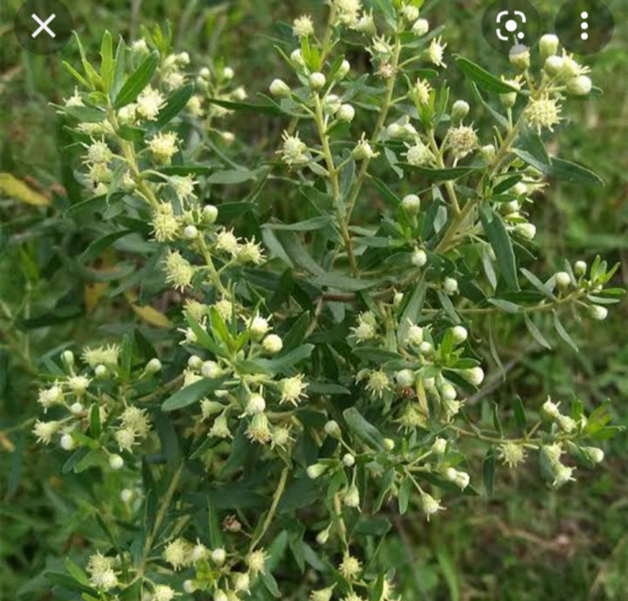 Baccharis dracunculifolia