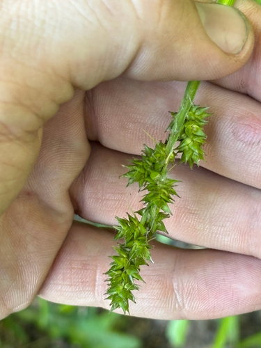 Soft fox sedge (Carex conjuncta)