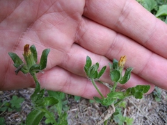 Helminthotheca echioides