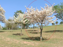 Tabebuia roseoalba