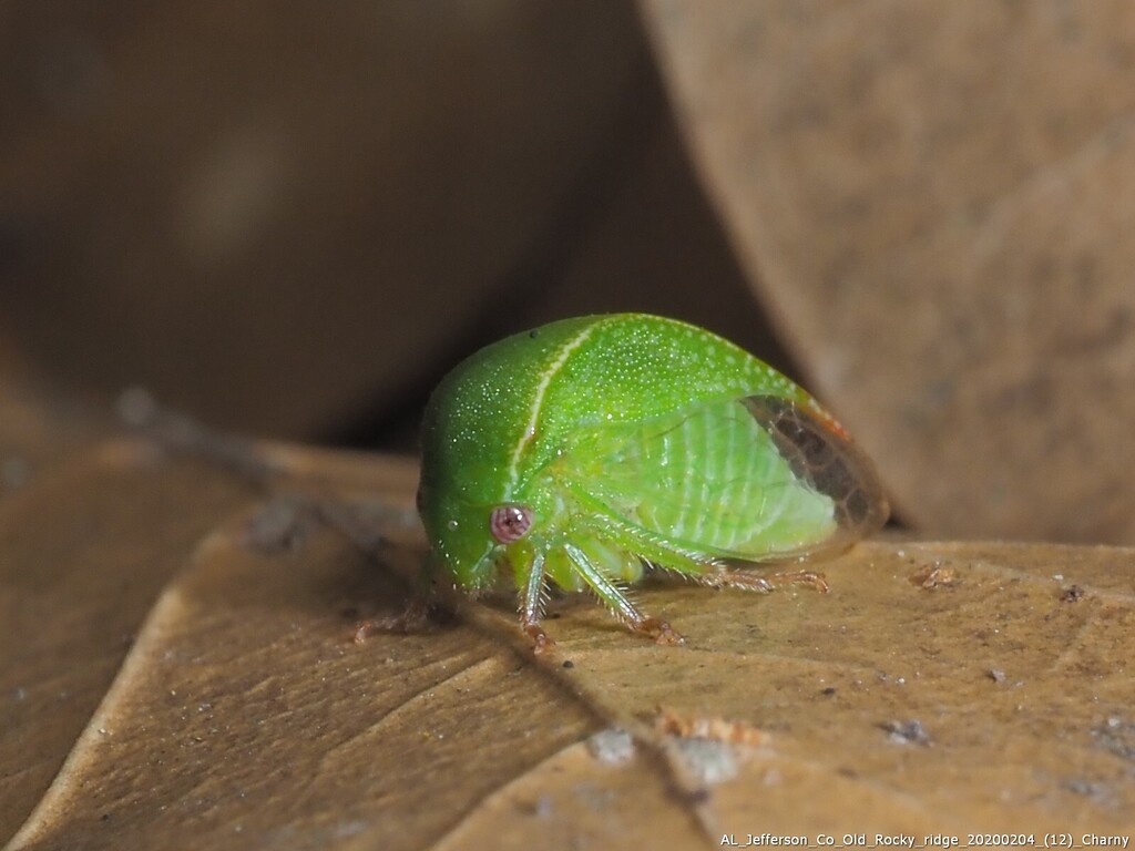 Spissistilus rotundatus