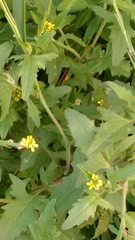 Sisymbrium officinale