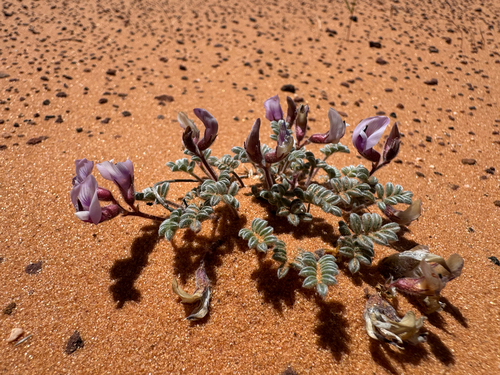 Escarpment Milkvetch (Astragalus striatiflorus)