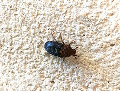 Dermestes undulatus