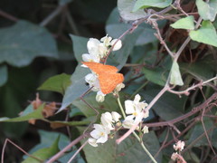 Emesis vulpina