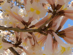 Tabebuia roseoalba