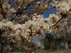 Tabebuia roseoalba