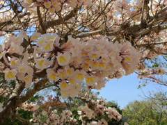 Tabebuia roseoalba