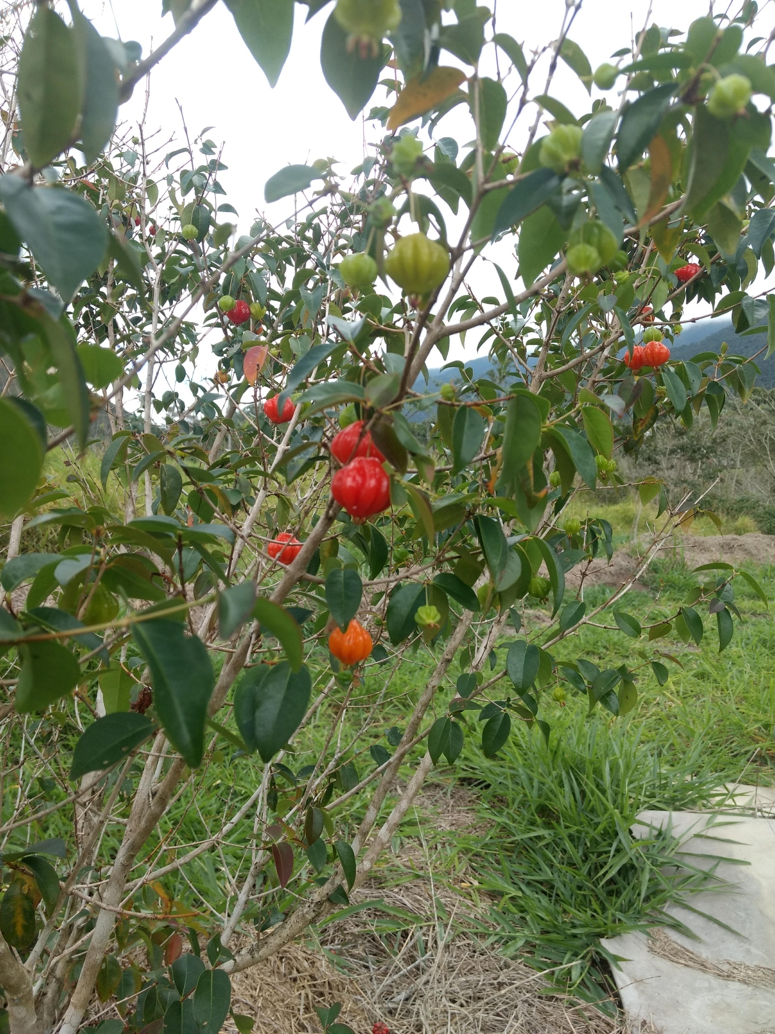 Eugenia uniflora