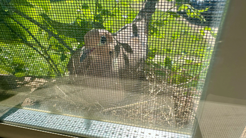 Mourning Dove photographed in Mississippi