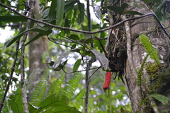 Anthurium madisonianum