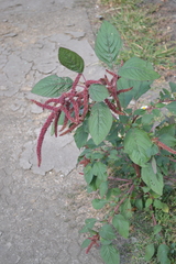 Amaranthus hypochondriacus