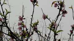 Prunus persica