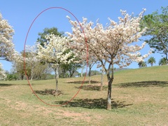 Tabebuia roseoalba