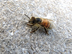 Apis mellifera